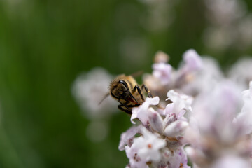 Honey bee pollinating a white lavender flower