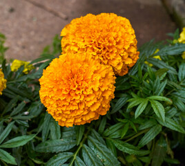 Orange African marigold flowers