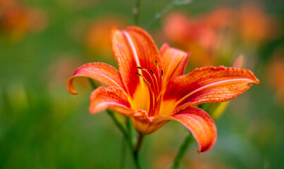 The bright orange color of the mountain lily