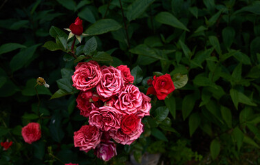 Red summer rose in a garden