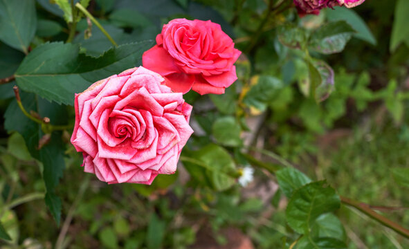Red summer rose in a garden