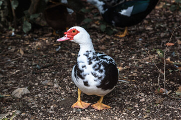 Muscovy duck at Upper park of Vorontsov Palace. Alupka. Crimea