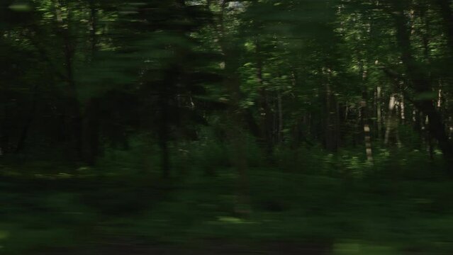 Driving plate side view of green mixed forest on summer sunny day from car