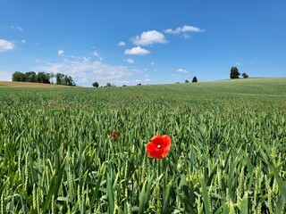 Wheat field with poppy flowers in farmland in Rifferswil, Canton Zurich, Switzerland.