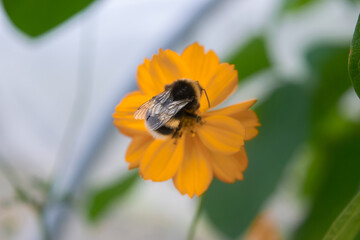 Honey bee sitting on and pollinating yellow flowers