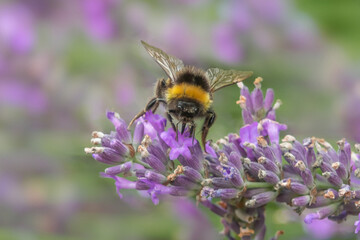 Bumble bee sitting on and pollinating purple lavender flowers