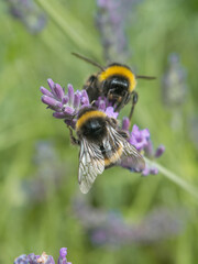 Two bumble bees sitting on and pollinating purple lavender flowers
