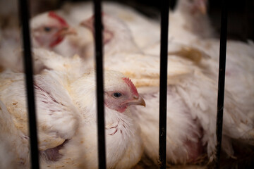 Gallinas blancas encerradas en jaulas