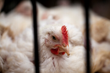 Gallinas blancas encerradas en jaulas