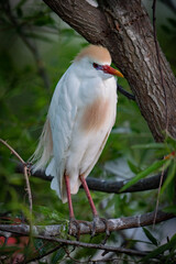 Breeding Cattle Egret (bubulous ibis) nesting in the trees along the shore in St. Helena Island, South Carolina.