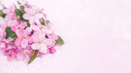 Spring banner. Blossoming branch of an apple tree on a pink background with bokeh, copy space.