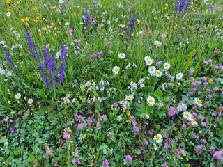 Blooming wild flowers in Val di Campo,, Poschiavo in Canton Graubunden, Switzerland.
