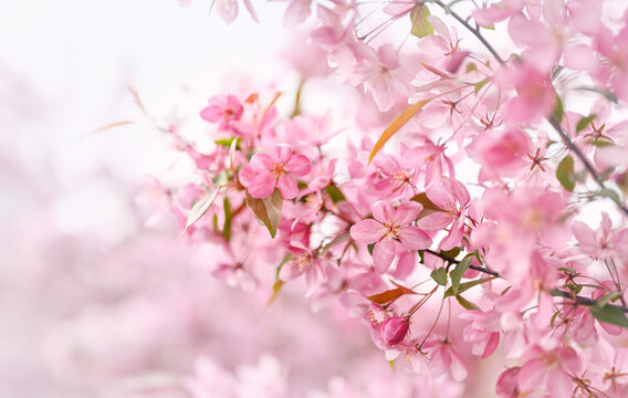 Soft spring floral background. A branch of a blossoming apple tree close-up. Blurred background with copy space, shallow depth of field. © Yuliia