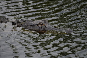 Alligator Simming in the water Closeup