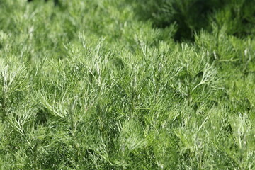 fresh green southernwood leafs