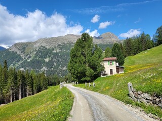 Fototapeta na wymiar Beautiful summer landscape in Val di Campo, a mountain village in Poschiavo, Canton Graubunden, Switzerland, with blooming wild flowers field.