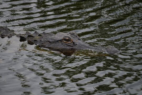 Alligator Simming in the water Closeup