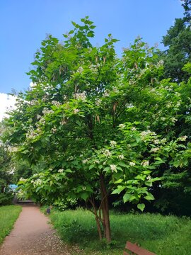 Blooming catalpa tree with green leaves in the park on a clear summer day