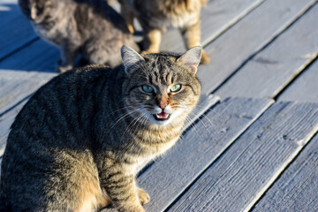 Muzzle of a meowing tabby cat with green eyes close up