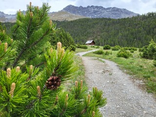 Beautiful summer landscape in Stabelchod hiking trail in Swiss National Park, Zernez, Canton Graubunden, Switzerland.