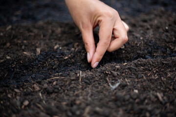 Close-up of a woman's hand planting seeds