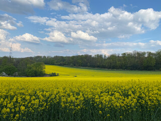Obraz premium rapeseed field