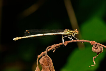 Blaue Federlibelle - Weibchen // White-legged damselfly - female (Platycnemis pennipes) - Skutarisee, Montenegro