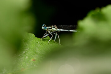 Blaue Federlibelle - Männchen // White-legged damselfly - male (Platycnemis pennipes) - Skutarisee, Montenegro