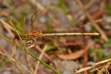 White-legged damselfly - female // Blaue Federlibelle - Weibchen (Platycnemis pennipes) - Lake...