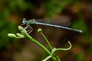 White-legged damselfly - male // Blaue Federlibelle - Männchen (Platycnemis pennipes) - Lake Skadar, Montenegro