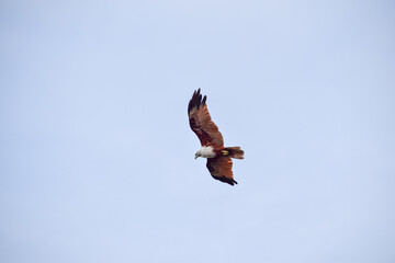 The auspicious eagle in flight.
