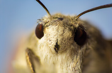 Front view hummingbird hawk moth, macroglossum stellatarum animal. Macro texture of eye and...