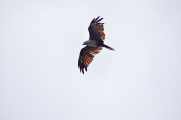 The auspicious eagle in flight.