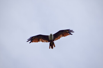 The auspicious eagle in flight.