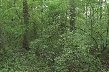 Obraz premium Dark, mysterious forest does not show its secrets on a sunny day. Summer.