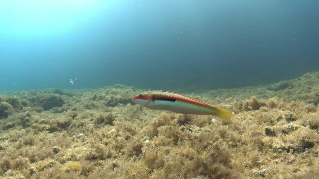 Little colourful mediterranean reef fish (coris Julis) swimming close to the camera