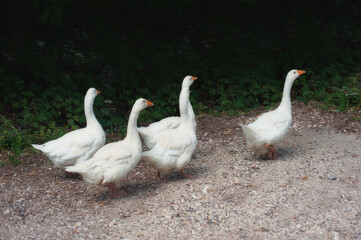 Four white geese follow one male goose who leads them along a beautiful country road decorated with green vegetation. Summer green rural farm landscape.