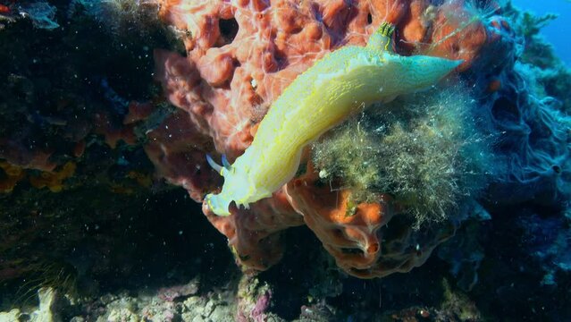 Beautiful little marine life - Yellos nudibrach in a deep seabed scene