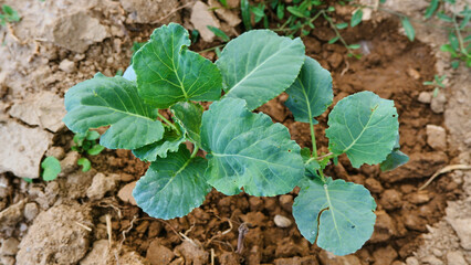 Top view photo of white cabbage seedling on  the watered field, selective focus. 