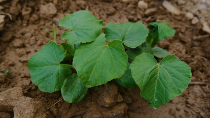 Pumpkin seedling, winter squash seedling on the blurred earth background.