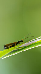 leśny owad siedzący na zielonym liściu - obrazy, fototapety, plakaty