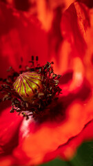 polne kwiaty na polskiej łące © Marcin C