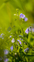 polne kwiaty na polskiej łące © Marcin C