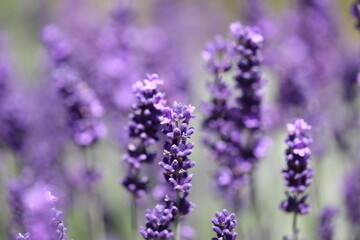 lavender flowers in vibrant purple