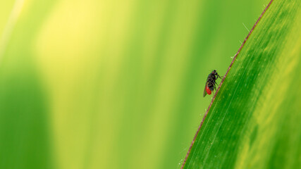 leśny owad siedzący na zielonym liściu - obrazy, fototapety, plakaty