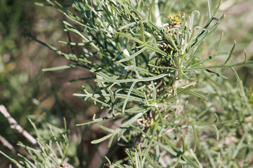 Green simple alternate revolute entire trichomatic lobately filiform leaves of Artemisia Californica, Asteraceae, native deciduous shrub in San Diego County, Winter.