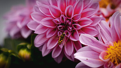 mucha owad na purpurowych kwiatach - obrazy, fototapety, plakaty