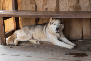 a beautiful furry dog in a kennel for dogs on a wooden flooring