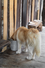 a furry husky dog drinks water from a bucket in a kennel