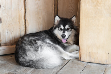 a beautiful furry dog, a half-breed husky, in a kennel for dogs on a wooden flooring